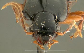 Media type: image;   Entomology 32980 Aspect: head frontal view